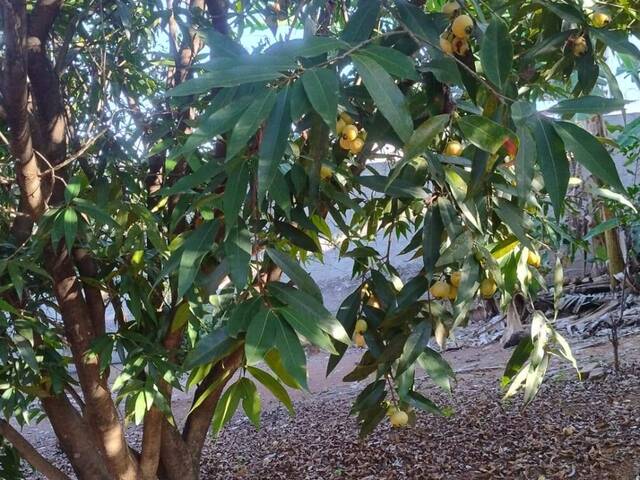 #415 - Chácara para Venda em São José da Lapa - MG