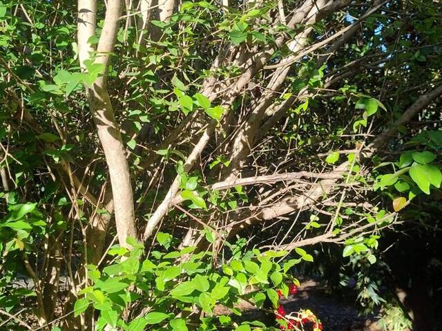 #415 - Chácara para Venda em São José da Lapa - MG