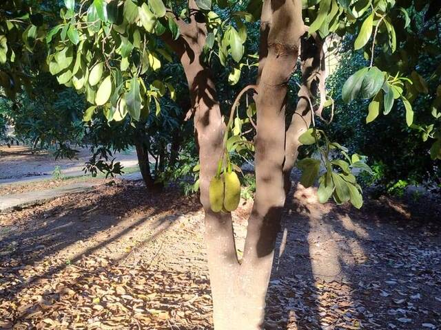 Chácara para Venda em São José da Lapa - 5